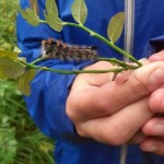 18 Из гусеницы будет красивая бабочка вот бы узнать какая